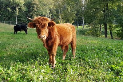 Cows in a field