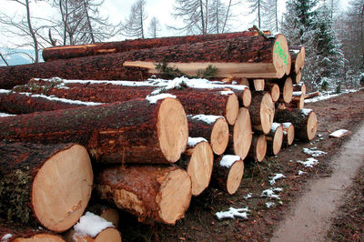 Stack of logs on field in forest