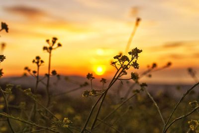 Close-up of orange flower on field against sky during sunset