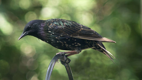 Close-up of starling perching on metal