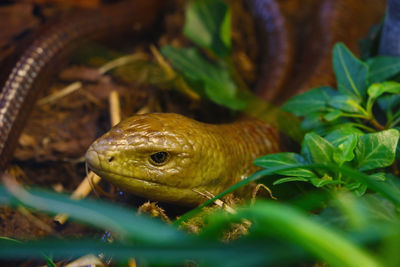 Close-up of lizard