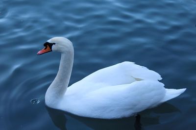 Swan swimming in lake