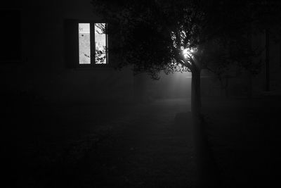 Silhouette trees in building