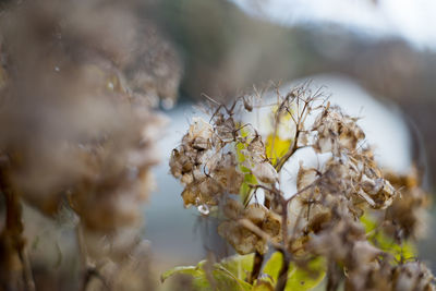 Close-up of white flowering plant