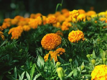 Close-up of marigold flowers