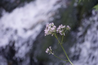 Close-up of white flowering plant