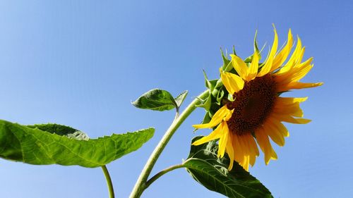 Close-up of sunflower