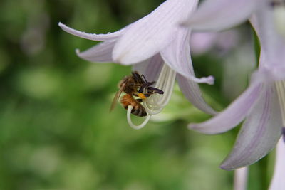 Close-up of bee on flower