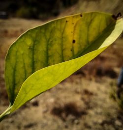 Close-up of green leaf
