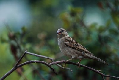 Close-up of bird perching on branch