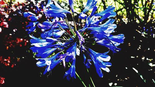 Close-up of blue flower tree