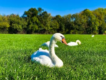 White duck on field