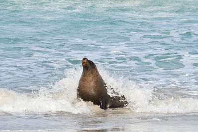 View of turtle in sea