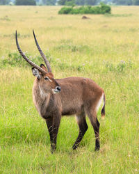 Defassa waterbuck, kobus defassa, murchison falls national park, uganda