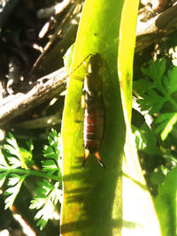 Close-up of insect on leaf