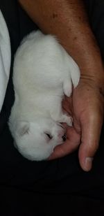 Close-up of puppy sleeping