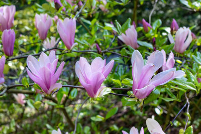 Close-up of pink flowering plant