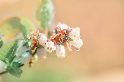 Close-up of bouquet of white flowers