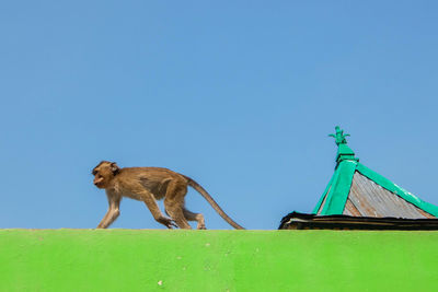 Side view of a dog against blue sky