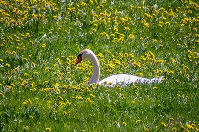 Bird in a field