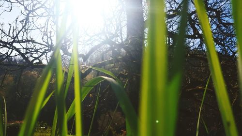 Sun shining through grassy field