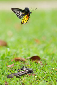 Close-up of butterfly pollinating on a field