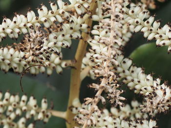 Close-up of white flowering plants