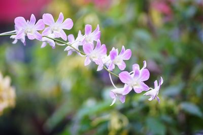 Close-up of purple flowering plant