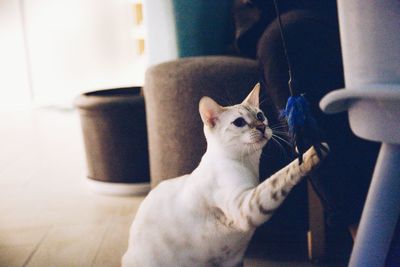 Close-up of cat sitting at home