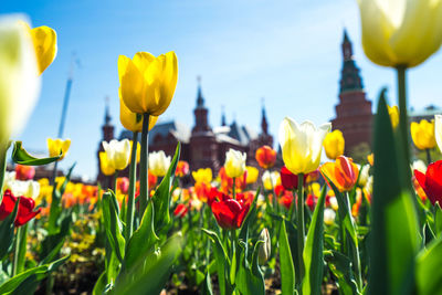 Close-up of yellow tulips