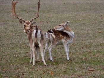 Deer on grass