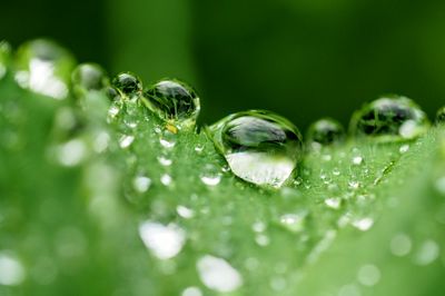 Close-up of water drops on plant