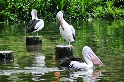 Pelican perching on lake