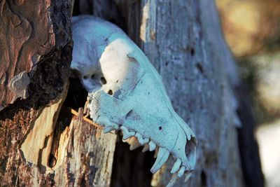 Close-up of animal skull on tree trunk