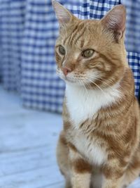 Close-up of a cat looking away in alacati 