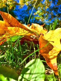 Close-up of leaves on plant