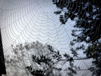 Close-up of spider on web against sky