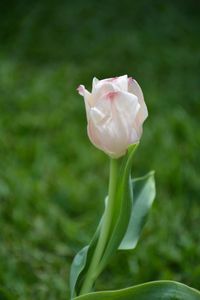 Close-up of rose bud