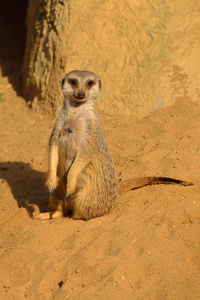 Portrait of mongoose sitting on sand