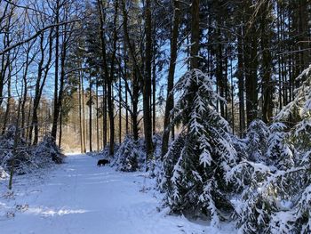 Snow covered trees in forest