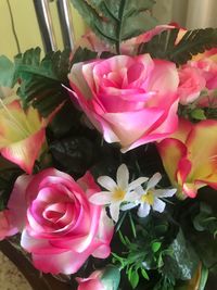 Close-up of pink roses