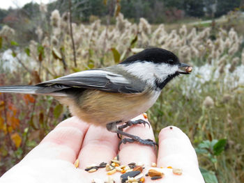 Close-up of hand holding bird