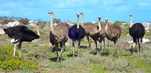 Birds standing on grass against sky