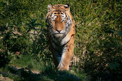 Portrait of a tiger