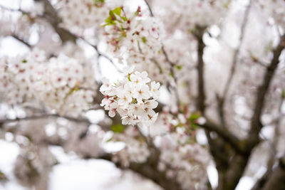 Close-up of white cherry blossom