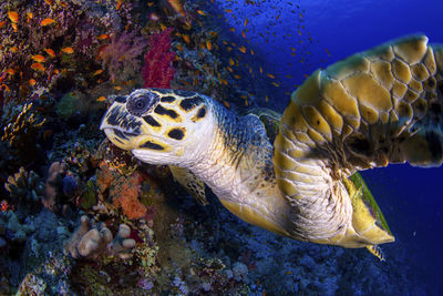 Close-up of fish swimming in sea