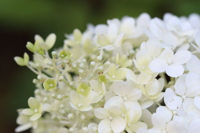 Close-up of white hydrangea flowers