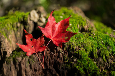 Close-up of maple leaves on plant