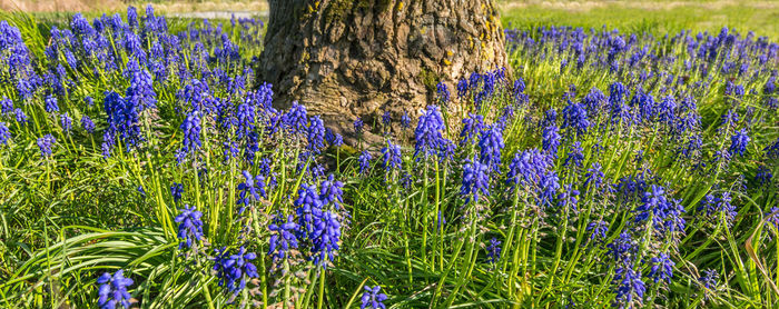 Close-up of purple flowering plants on field