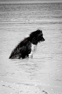 View of dog on beach